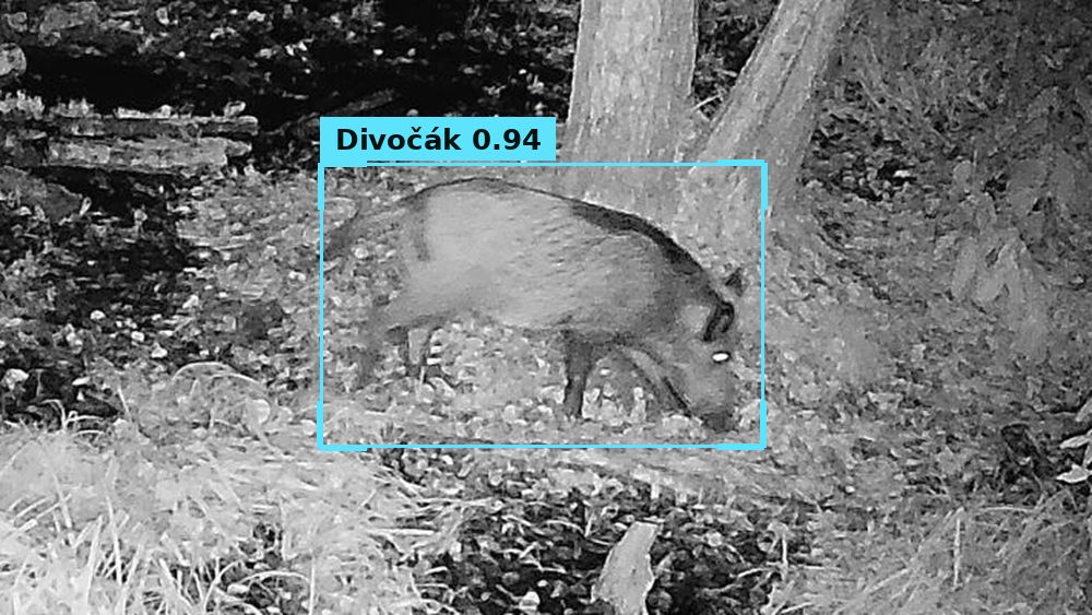Divočák rozpoznaný na nočním snímku z fotopasti