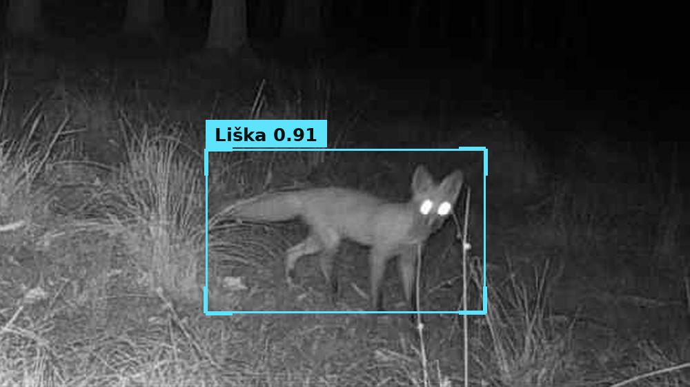 Liška rozpoznaná na nočním snímku z fotopasti